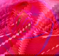 Abandon Stress Mobile Massage - Food Delivery Shop