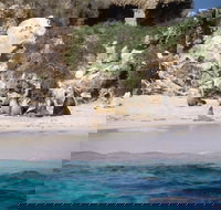 Australian Sea Lions - Pet Food Australia