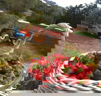 Blue Hills Berries and Cherries - Pet Food Australia