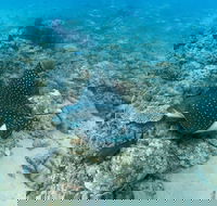 Child Island Dive Site - Food Delivery Shop