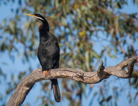Greenough River Nature Trail - Food Delivery Shop 0