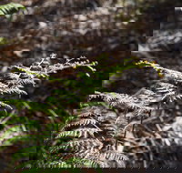 Langwarrin Flora and Fauna Reserve Walking Trails - Food Delivery Shop