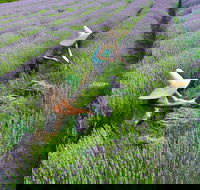 Lavandula Swiss Italian Farm - Food Delivery Shop