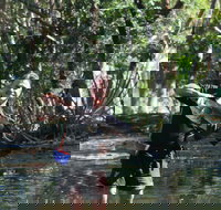 Barra Feeding - Pet Food Australia