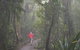 Best Of All Lookout Track, Springbrook National Park - thumb 1