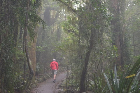 Best Of All Lookout Track, Springbrook National Park - Food Delivery Shop 1