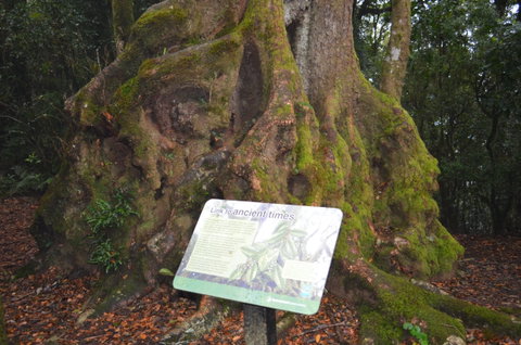 Best Of All Lookout Track, Springbrook National Park - Food Delivery Shop 2