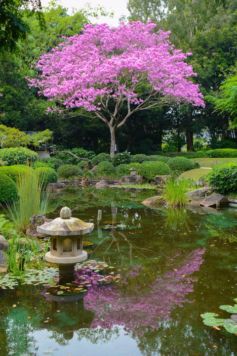 Brisbane Botanic Gardens Mount Coot-tha - Food Delivery Shop 2