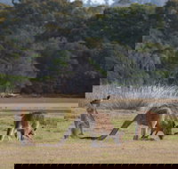 Great Nature Trail - Food Delivery Shop