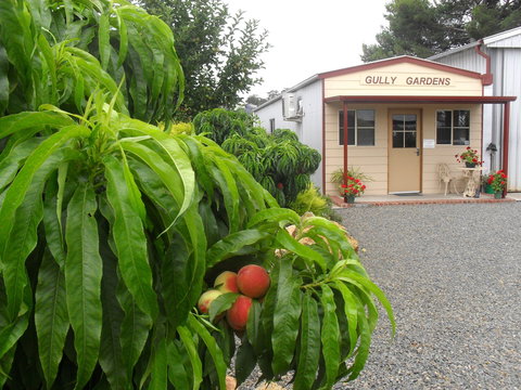 Gully Gardens - Food Delivery Shop 0