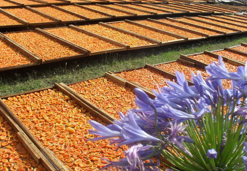 Gully Gardens - Food Delivery Shop 2