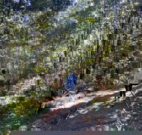 Lyrebird Circuit Walk - Pet Food Australia