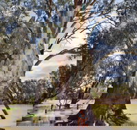 The Big Tree - Food Delivery Shop