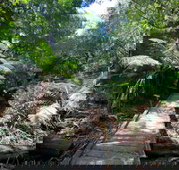 Wirrawilla Rainforest Walk - Pet Food Australia