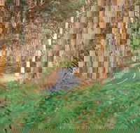 Boranup Karri Forest - Food Delivery Shop