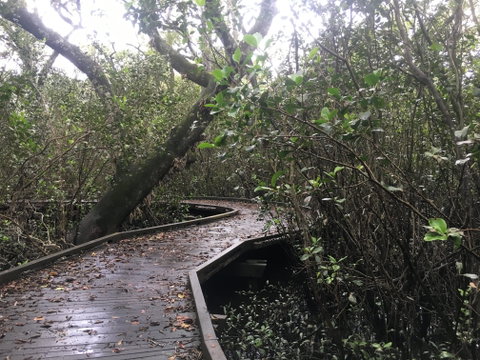 Carole Green Walkway - John Oxley Reserve - Food Delivery Shop 0