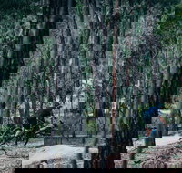 Old Tambo Downhill Mountain Bike Track - Pet Food Australia