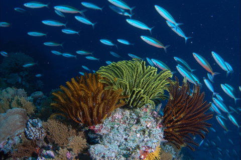 Southern Small Detached Reef Dive Site - Food Delivery Shop 0