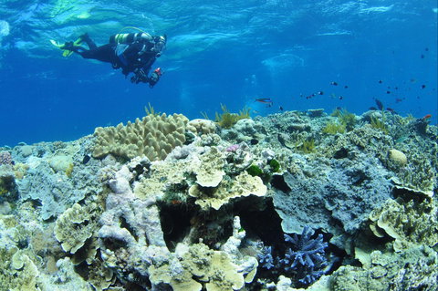 Southern Small Detached Reef Dive Site - Food Delivery Shop 1