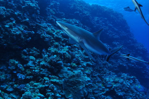 Southern Small Detached Reef Dive Site - Food Delivery Shop 2