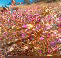 Wineries and Wildflowers - Food Delivery Shop