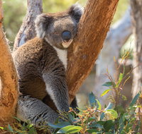 Cleland Wildlife Park - Food Delivery Shop