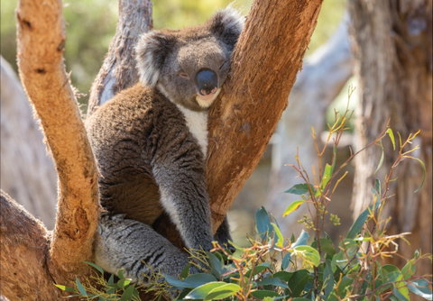 Cleland Wildlife Park - Food Delivery Shop 0