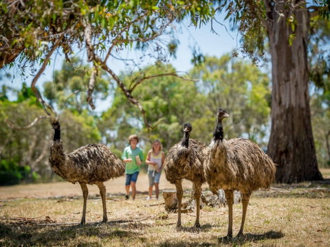 Cleland Wildlife Park - Food Delivery Shop 2
