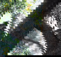 Daisy Hill - Pet Food Australia