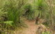 Grass Tree Circuit - thumb 0