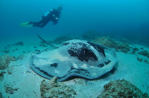 Nine Mile Reef Dive Site - Food Delivery Shop 1