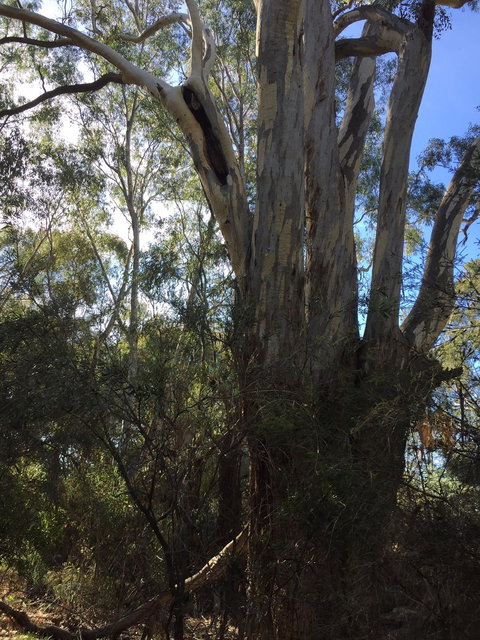 Northern Beaches - Food Delivery Shop 0