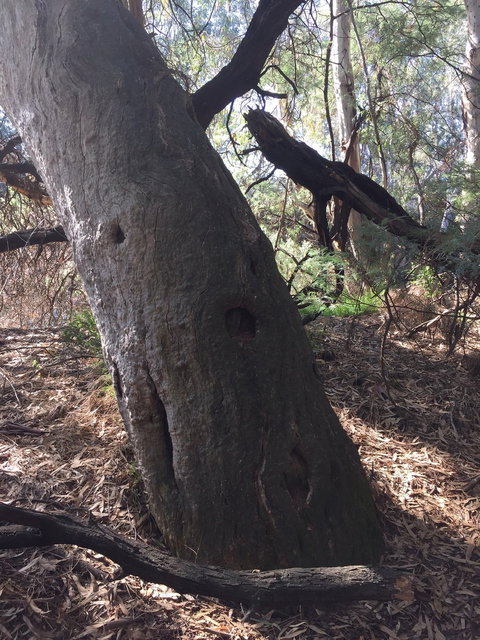 Northern Beaches - Food Delivery Shop 1