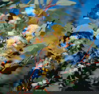 Norseman - Food Delivery Shop