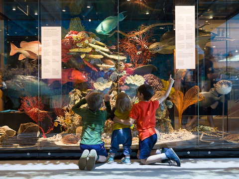 Queensland Museum - Food Delivery Shop 1