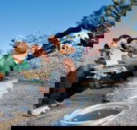 Sapphire - Food Delivery Shop