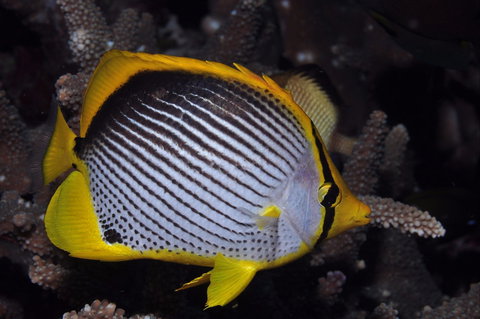 Spiders Ledge - Food Delivery Shop 0