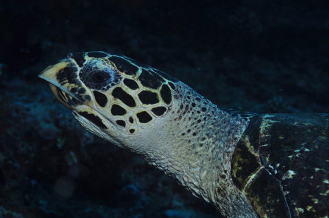 Spiders Ledge - Food Delivery Shop 1