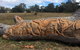 Bilston's Tree - thumb 1