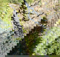 Morans Falls track Lamington National Park - Pet Food Australia