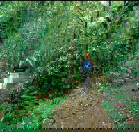 Mount Cougal Springbrook National Park - Pet Food Australia