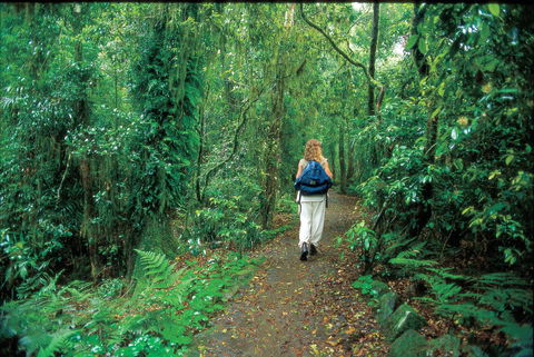 Mount Cougal, Springbrook National Park - Food Delivery Shop 0