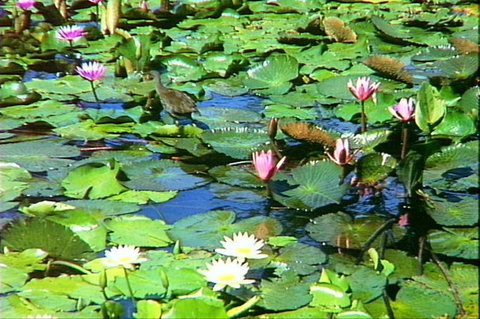 Mt Coot-tha Tourist Drive - Food Delivery Shop 1