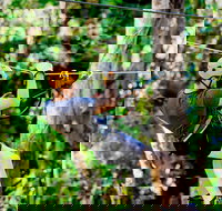 TreeTop Challenge Currumbin Wildlife Sanctuary - Pet Food Australia