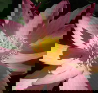 Wallis Creek Water Garden - Food Delivery Shop