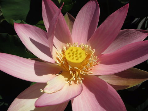 Wallis Creek Water Garden - Food Delivery Shop 0