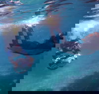 Small-Group Underwater Scooter Experience in Clovelly - Food Delivery Shop