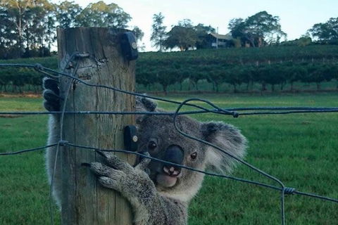 The Secret Vines Experience Port Macquarie - Food Delivery Shop 1