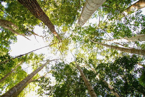 Fraser Island 4WD Tour From Noosa - Food Delivery Shop 5