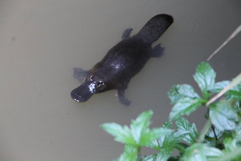 Atherton Tablelands Waterfalls And Rainforest Day Tour Departing Cairns - Food Delivery Shop 7